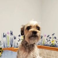 Greenville Veterinary Clinic ico