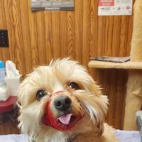 Animal Medical Clinic ico