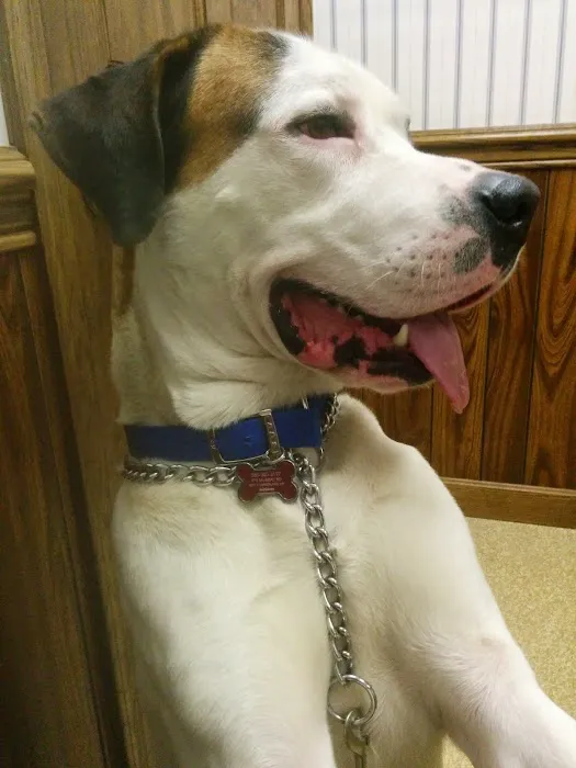 Chester Veterinary Services, LLC Picture 6