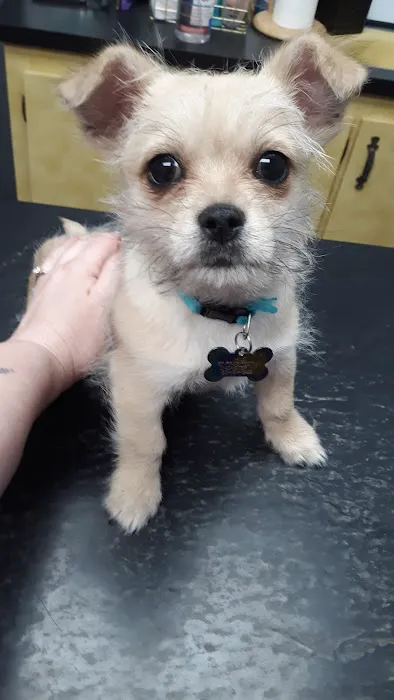 Chester Veterinary Services, LLC Picture 7