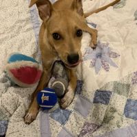 New Horizon Animal Hospital ico
