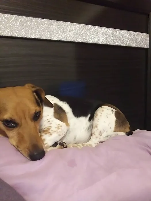 Glendale Animal Hospital Inc Picture 1