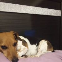 Glendale Animal Hospital Inc ico