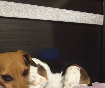 Glendale Animal Hospital Inc