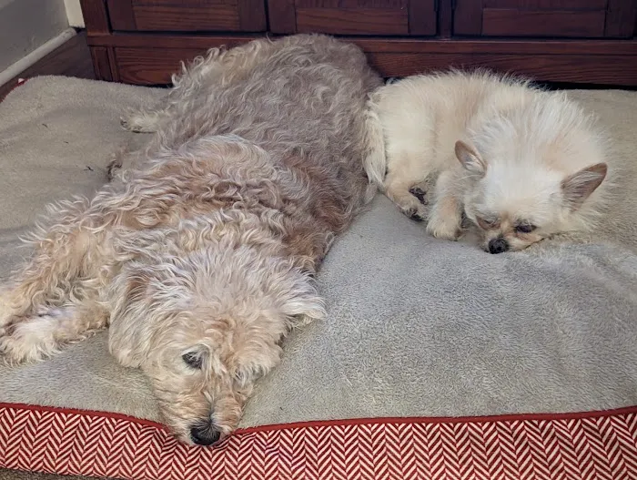 Glendale Animal Hospital Inc Picture 9