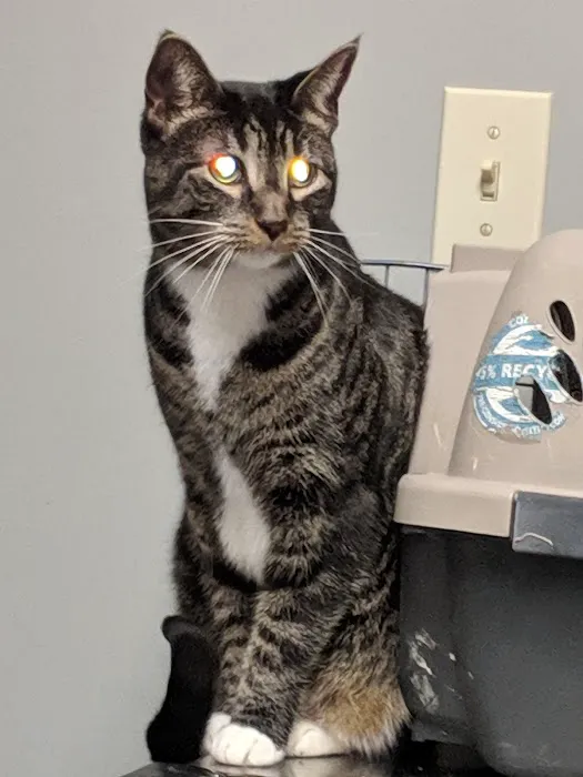 Ohio Valley Animal Care Center Picture 4
