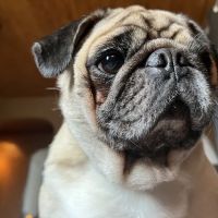 Ohio Valley Animal Care Center ico