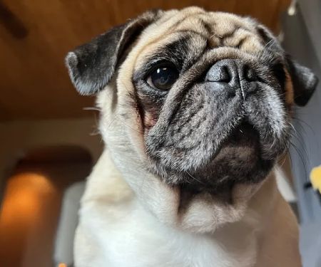 Ohio Valley Animal Care Center