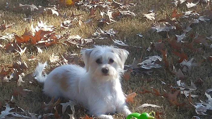 Ohio Valley Animal Care Center Picture 8