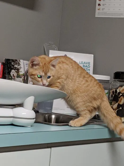 Ohio Valley Animal Care Center Picture 6