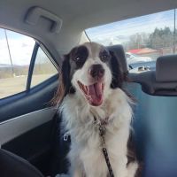 Veterinary Alternative Therapy ico