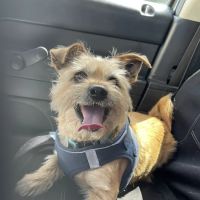 Kindler Animal Hospital ico