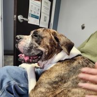 Goodworks Veterinary Hospital ico