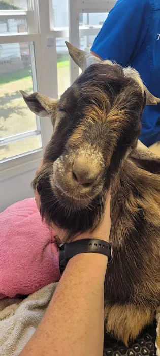 Goodworks Veterinary Hospital Picture 7