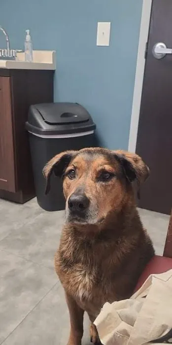 Goodworks Veterinary Hospital Picture 6