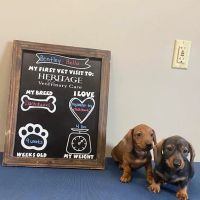 Heritage Veterinary Care ico