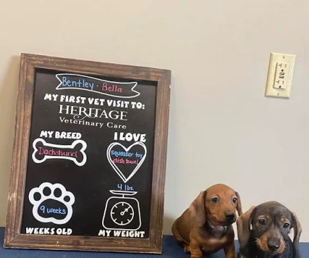 Heritage Veterinary Care