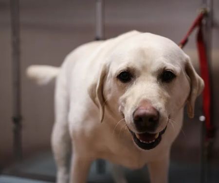 East Hampton Veterinary Group