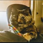 North Fork Animal Hospital