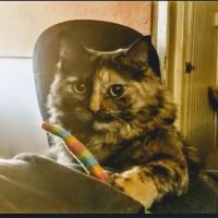 North Fork Animal Hospital ico