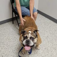 Conneaut Creek Veterinary Clinic ico