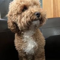 Linwood Veterinary Clinic ico
