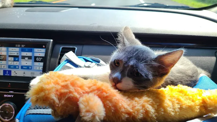 Vermont Companion Animal Ntrng Picture 3
