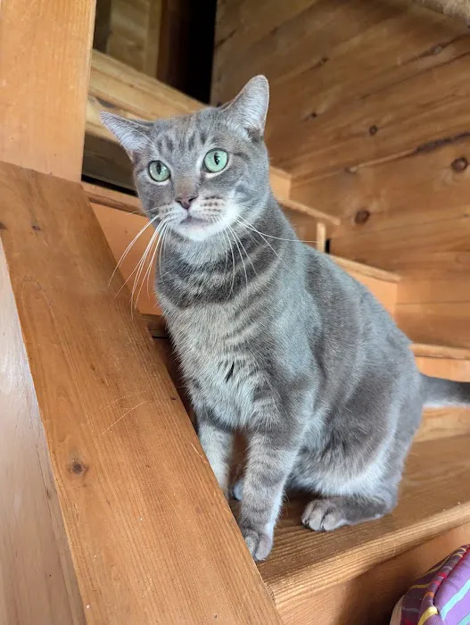 Vermont Companion Animal Ntrng Picture 6