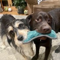 Waterbury Veterinary Hospital ico
