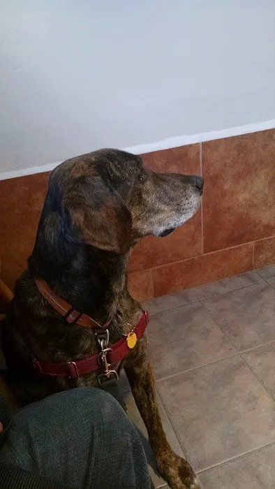 Bear Swamp Veterinary Services Picture 3