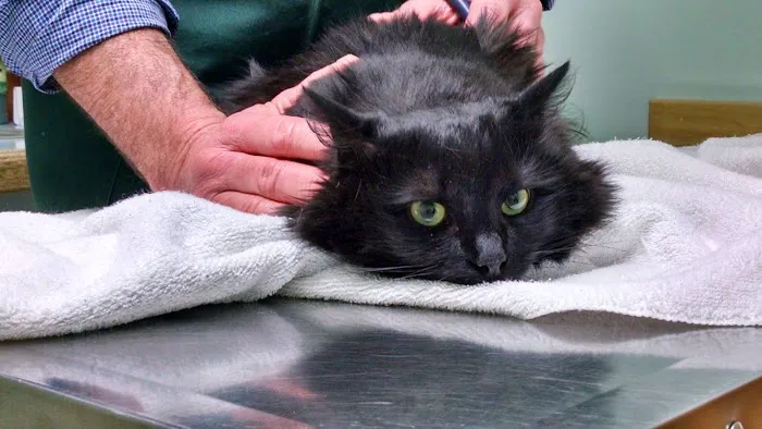 Richmond Animal Hospital Picture 2