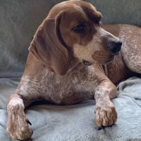 Richmond Animal Hospital ico