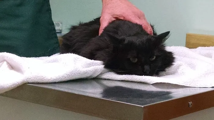 Richmond Animal Hospital Picture 5