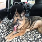 Healing Paws House Calls Llc