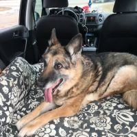 Healing Paws House Calls Llc ico
