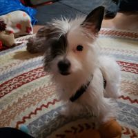 Ryegate Small Animal Hospital ico
