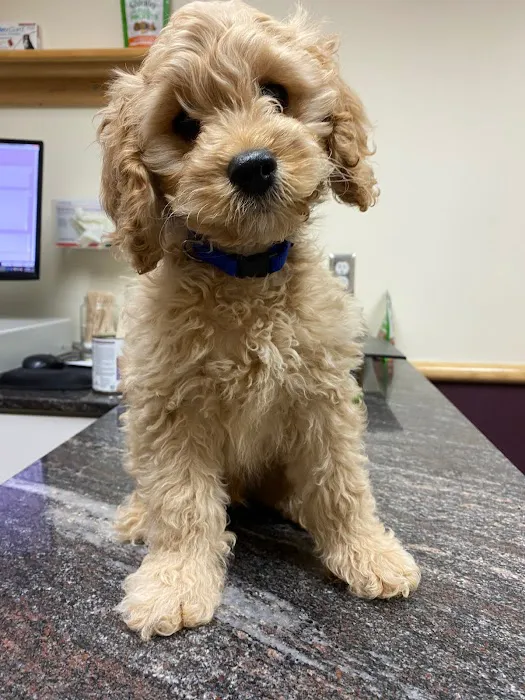 Ark Veterinary Hospital Picture 4