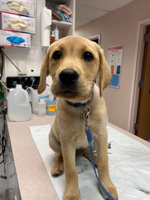 Ark Veterinary Hospital Picture 7