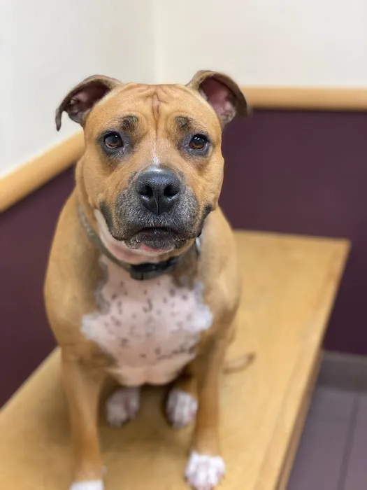 Ark Veterinary Hospital Picture 10