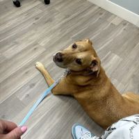 Orchard Veterinary Hospital ico