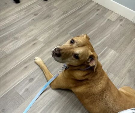Orchard Veterinary Hospital