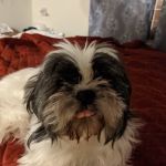 Elmbrook Veterinary Services