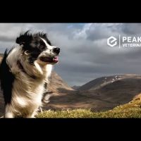 Peak Veterinary Referral Center ico