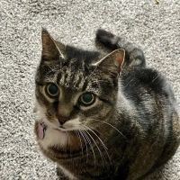 Long Trail Veterinary Center ico