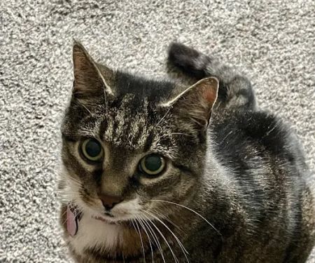 Long Trail Veterinary Center