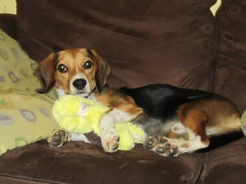 The Holistic Vet of Vermont, LLC Picture 1