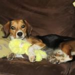 The Holistic Vet of Vermont, LLC
