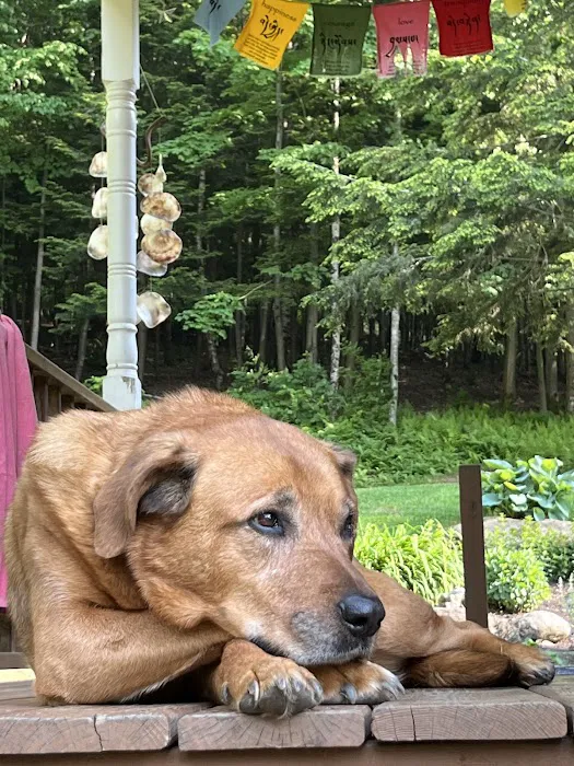 The Holistic Vet of Vermont, LLC Picture 4