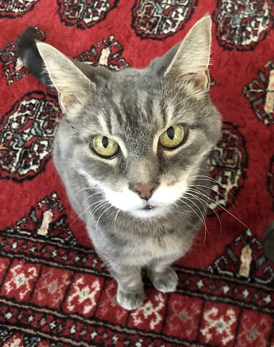 The Holistic Vet of Vermont, LLC Picture 5
