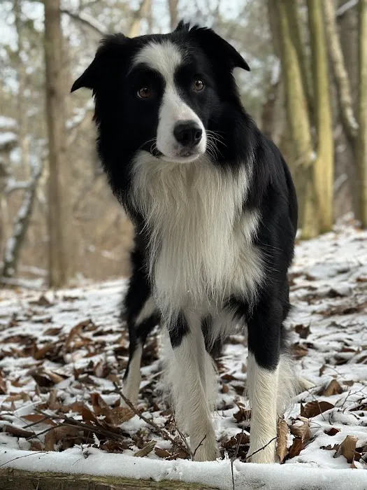 The Holistic Vet of Vermont, LLC Picture 7